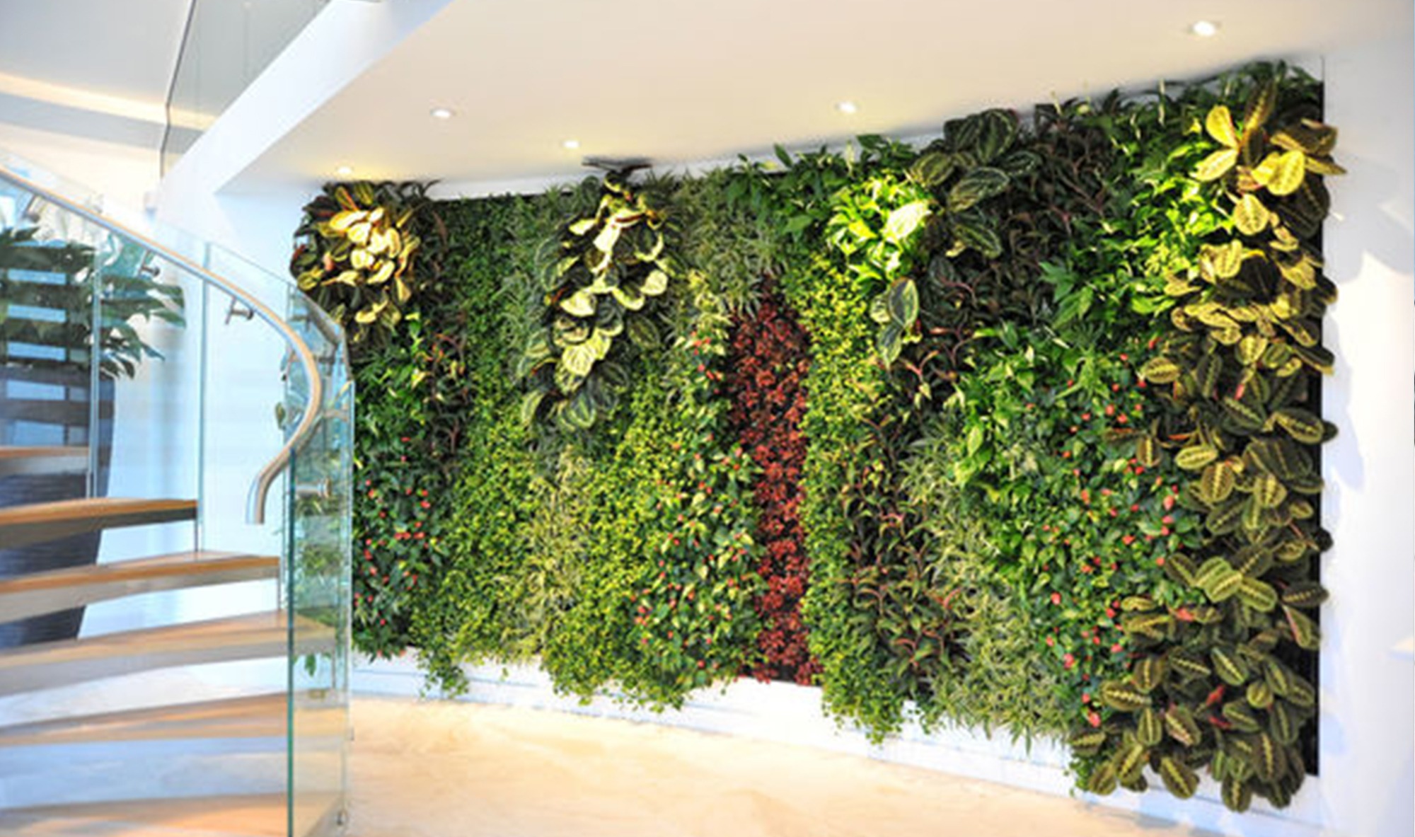 50-choices-for-plants-suitable-for-green-walls4